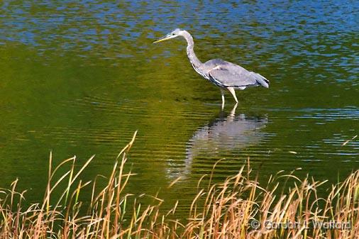 Hunting Heron_51854.jpg - Great Blue Heron (Ardea herodias) photographed at Ottawa, Ontario - the capital of Canada.